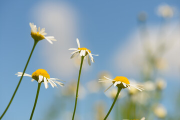 Daisy flowers on stems against a blue sky