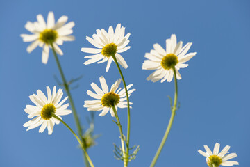 Daisy flowers on stems against a blue sky