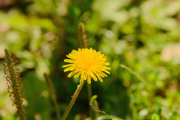 one yellow dandelion flower in a green clearing