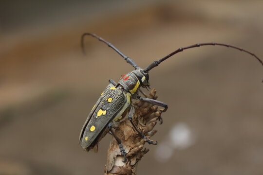 longhorn beetle on twigs(batocera rubus)
