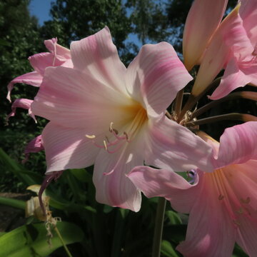 Pink Lily #1