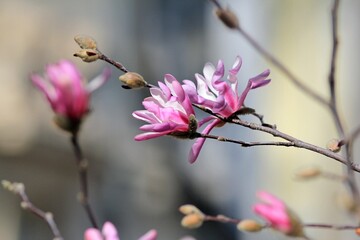 Pink magnolia flowers on a blurry background