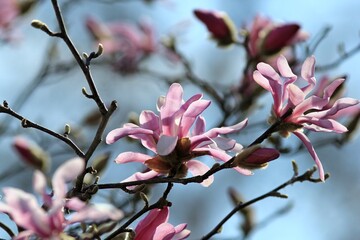 Pink magnolia flowers on a blurry background