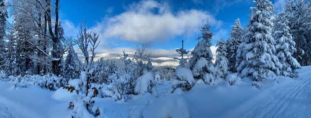 snow covered trees