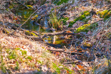 stream in the forest dirty with branches and leaves sunny day