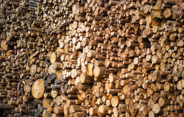  rolos de madeira de eucalipto armazenados numa fábrica de pasta de celulose para fazer papel.