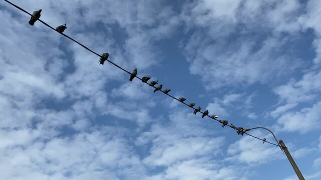 A flock of birds sits rhythmically on the power lines. Another bird flies onto the wires, next to the rest of the city pigeons.