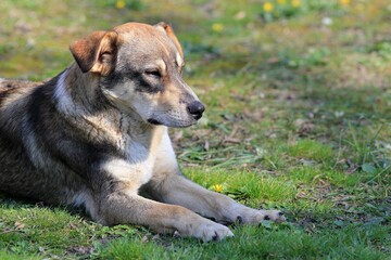 Naklejka na ściany i meble A large dog rests on the grass in the park