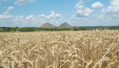 Cereals and wheat field, Ukraine © Andrey