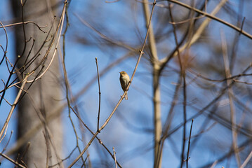 bird on a tree