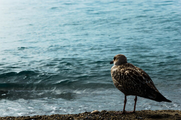 nizza