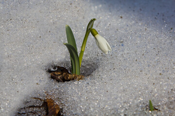 The snowdrop pierced the snow and came out to warmth and light.