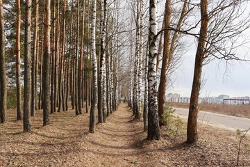 Beautiful birch path in the forest