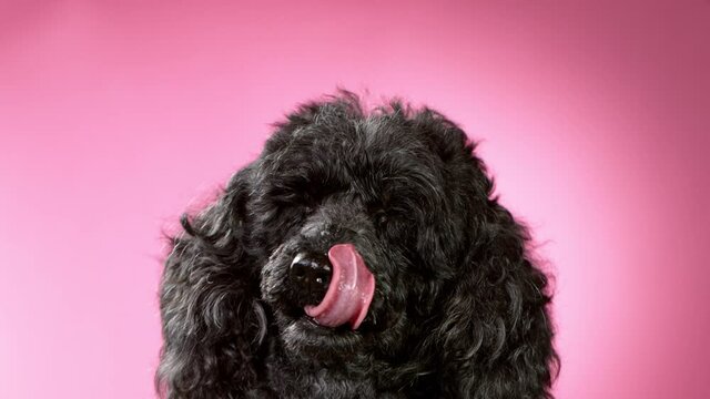 Slow Motion shoot of black standard poodle sticking out