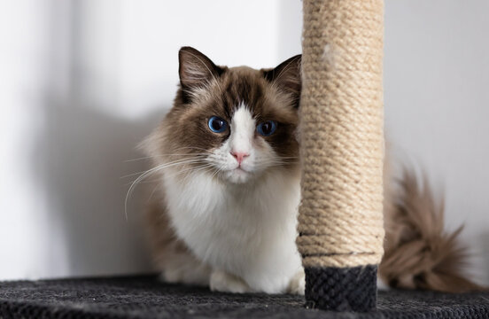 Ragdoll cat in bedroom is sitting on a scratching post