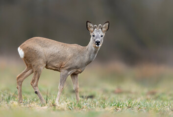 Roe deer male ( Capreolus capreolus )