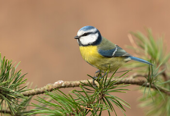 Blue tit ( Cyanistes caeruleus ) close up