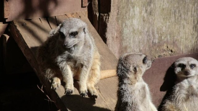 plusieurs suricates dans un enclos de parc animalier