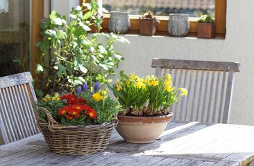 Easter table decoration with colorful flower pots in spring.