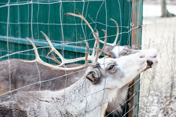 Deer behind bars. Feeding two deer at the zoo.