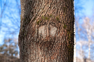 Fototapeta premium Nature created a face on the bark of a tree