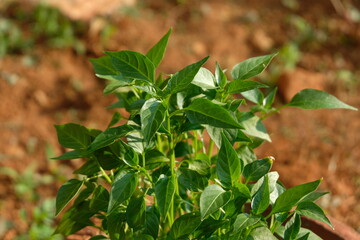 Chili seedling in bright sun light