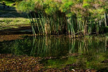 Close view of a small lake covered with water plants nearby some bamboo with green vegetation nearby Wolkenburg brewery, in Cunha, Sao Paulo - Brazil.