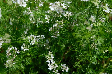 Coriander plant with flowers grown in a home garden