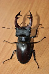 Lucanus cervus