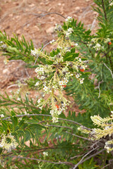 Daphne gnidium