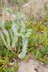 Euphorbia paralias 