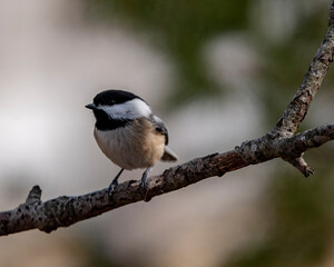 Chickadee perched on a branch