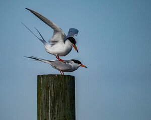 Common Terns 6464