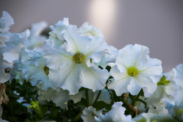 white blossom