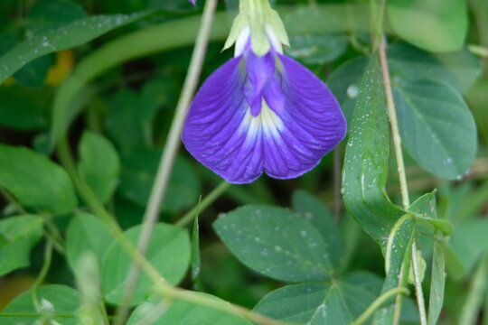 Single shankapushpi flower in sunlight