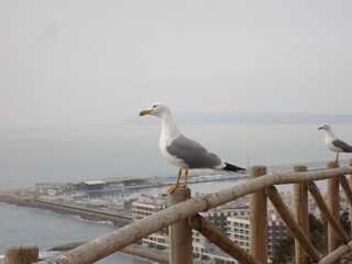 Seagull on the east slope of the Castillo de Santa Barbara.