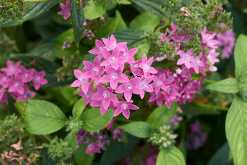 Fototapeta premium Pentas lanceolata 