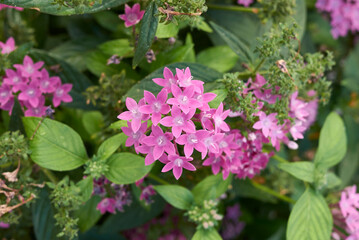 Pentas lanceolata 