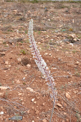 Urginea maritima