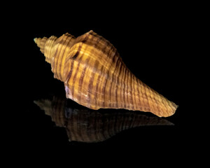 Sea Shell on a black background