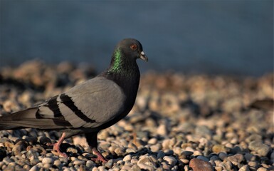 pigeon on the ground