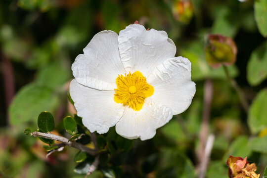 Cistus salviifolius, common names sage-leaved rock-rose, salvia cistus or Gallipoli rose, is a shrub of the family Cistaceae.