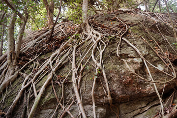 The roots of the banyan tree on a large rock. Golden Fig or Weeping Fig (Ficus benjamina)