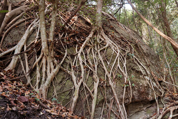The roots of the banyan tree on a large rock. Golden Fig or Weeping Fig (Ficus benjamina)