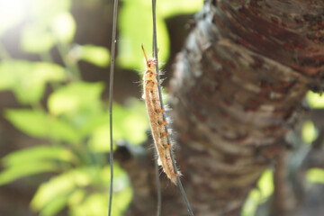 close up Trabala Pallida worm climb on a wire with nature background.