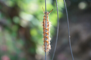 close up Trabala Pallida worm climb on a wire with nature background.
