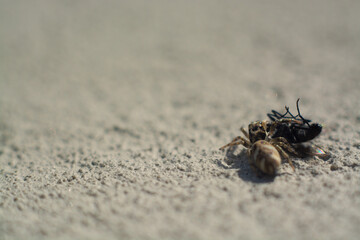 spider with fly
