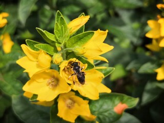 Petite abeille butinant un fleur jaune