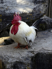 Gockelhahn
