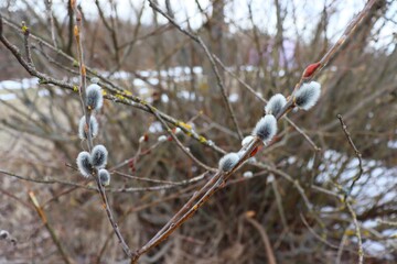 Spring willow twigs on the tree